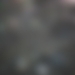 kaboompics.com_Forest